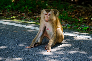Fototapeta premium Mother and son monkey are lovely in the forest.