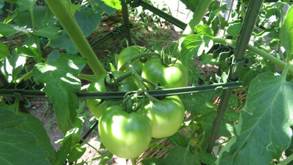 青いトマト / a green tomato