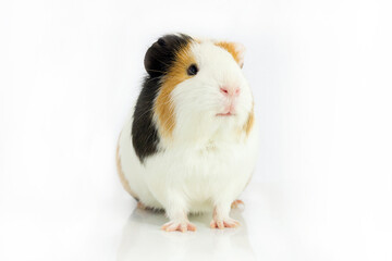 The tricolor guinea pig sits on a white background .