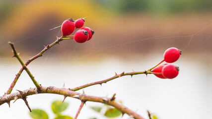 Dog rose fruits (Rosa canina) in nature. Red rose hips on bushes with blurred background