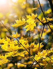 Yellow maple leaves in the forest on the trees in sunny weather