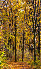Golden autumn in the forest. Yellow and orange trees in the forest