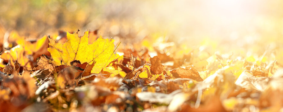 Fallen autumn leaves on the ground in sunlight, autumn background