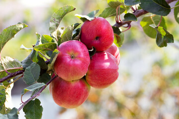 Ripe juicy red apples in the garden on a tree. Growing apples