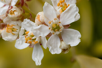 Macro shot of Mexican orange blossom (choisyna ternata) flowers in bloom