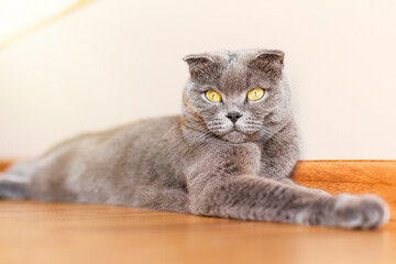 A very beautiful gray British cat is lying on the wooden floor a