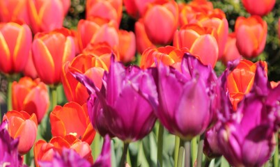 Obraz premium spring tulips