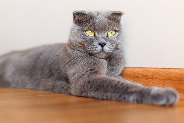 A very beautiful gray British cat is lying on the wooden floor and resting at home.