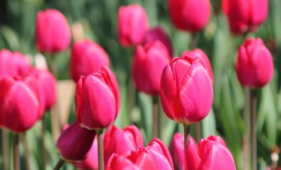 pink tulips in spring