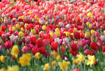 field of tulips