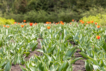 Group of Orange tulips with stamens and pestle is on a blurred green background