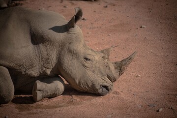rinoceronte indiano africano