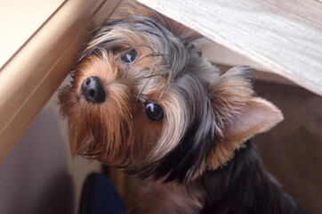 Yorkshire terrier looking, puppy near the window