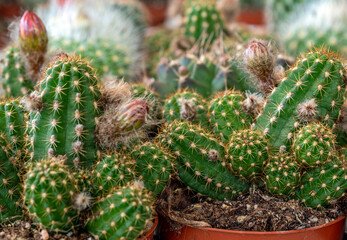 Many various types of cactus are beautiful. In a cactus market or a cactus farm.