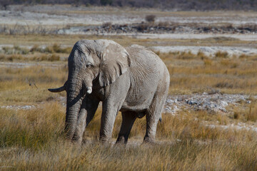Elephant bull in the Namibian savannah