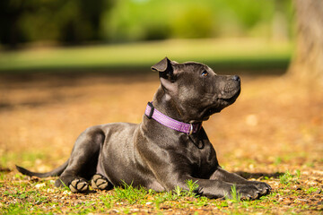 blue stafforshire bull terrier puppy