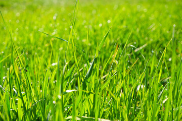 Green grass, close-up. Natural background. Green, juicy grass with dew drops in the rays of the bright sun, blurred background.