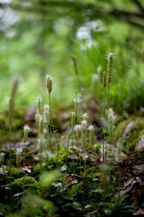 Fleur forêt humide mousse plante