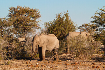 Elephant bulls hiding between trees