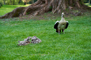 Naklejka na ściany i meble Waterbird family egyptian geese (Alopochen aegyptiacus, Nilgans). Mother animal and her offspring scream with open beaks. Monumental redwood stem and green meadow. Shady.
