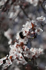 closeup of a blooming sakura branch 
