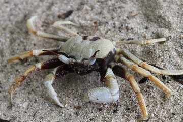 cangrejo Tai