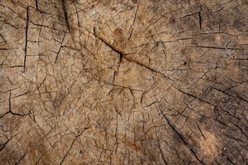Wood texture with cracks and scratches. Cross section of an old tree.