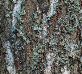 Fototapeta premium background with texture of birch bark covered with lichen closeup