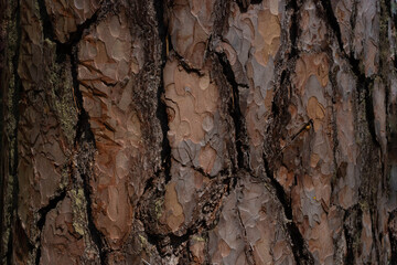 Beautiful background of brown pine bark on a sunny day