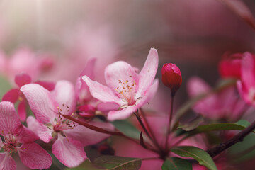 Natural background. Beautiful delicate pink flowers of macro. Macro view of abstract nature texture and background organic pattern. Template for design. Summer, spring concepts. Blossoming
