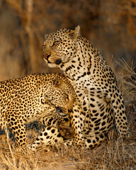 The female leopard tries to seduce the male leopard in Sabi Sands Game Reserve in the Greater Kruger Region in South Africa