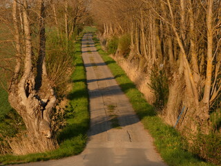 Narrow road among willow trees, Pomorskie province, Poland
