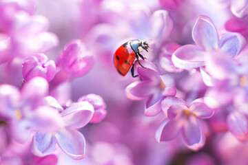 Little ladybug in lilac flowers in spring in the garden. Macro shot, selective focus with copy space