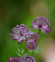 Purple flower