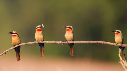 White fronted Bee eater (Merops bullockoides) sitting above above the nest holes in the riverbed of...