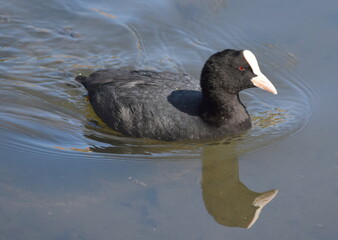 Coot
