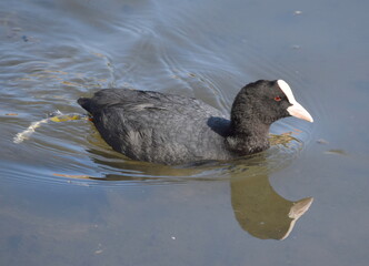 Coot