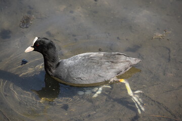Coot