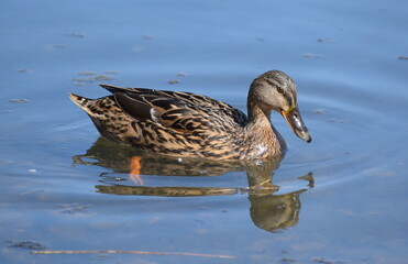 Duck