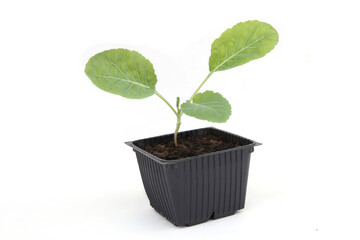 Young seedling of cabbage in container isolated on white background. Growing small young vegetable seedling.
