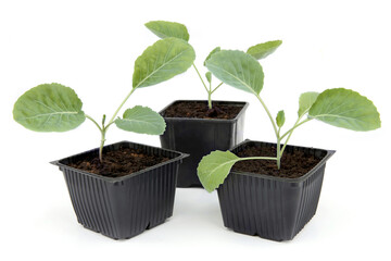 Young seedlings of cabbage in containers isolated on white background. Growing small young vegetable seedlings.