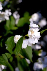 Delicate blooming jasmine (Philadelphus) branch in sunny day against luxurious bushes beautiful springtime background. Freshness, ecology ideas.