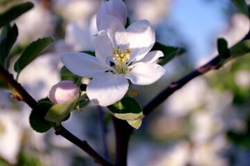 Blooming apple tree branch against blue sky beautiful springtime background. Freshness, ecology and joyful moment ideas.