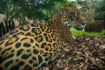 Onça-pintada (Panthera onca) fotografada de perto e de costas olhando para o lado. Refúgio de Itaipu em Foz do Iguaçu, Paraná, Brasil