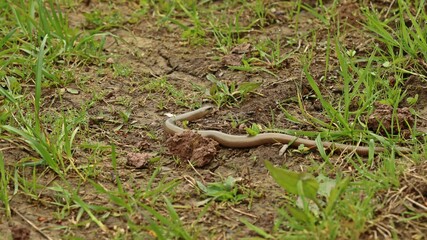 Blindschleiche (Anguis fragilis)