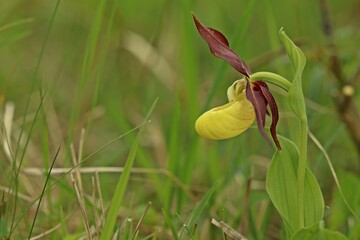 Gelber Frauenschuh (Cypripedium calceolus).