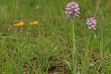 Dreizähniges Knabenkraut (Neotinea tridentata) mit Ameise