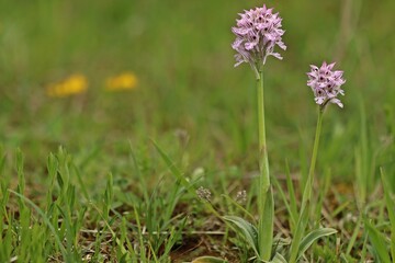 Dreizähniges Knabenkraut (Neotinea tridentata) mit Biene
