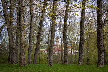 Spring landscape: A green meadow with tall trees and through the trees you can see the fire tower and the roofs of the houses.