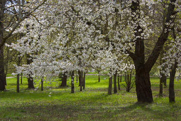 Spring landscape: A green meadow in the park with a pear blossoming with white flowers.